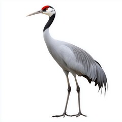 Fototapeta premium Majestic crane standing gracefully against a pure white background showcasing its elegance and beauty
