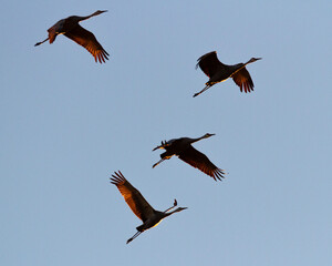 Sandhill cranes in flight silhouetted against the blue sky in beautiful evening light.