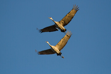 A pair of sandhill cranes flies against a blue sky backdrop.