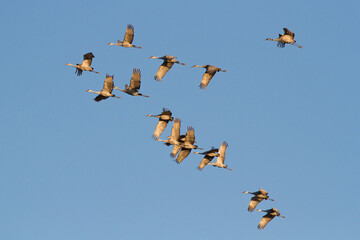 A flock of sandhill cranes in flight against a blue sky backdrop during the fall migration.