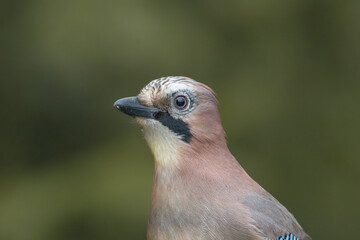 Portrait of Eurasian jay - Garrulus glandarius at dark green background. Photo from Białowieża Forest in Poland. Close up.