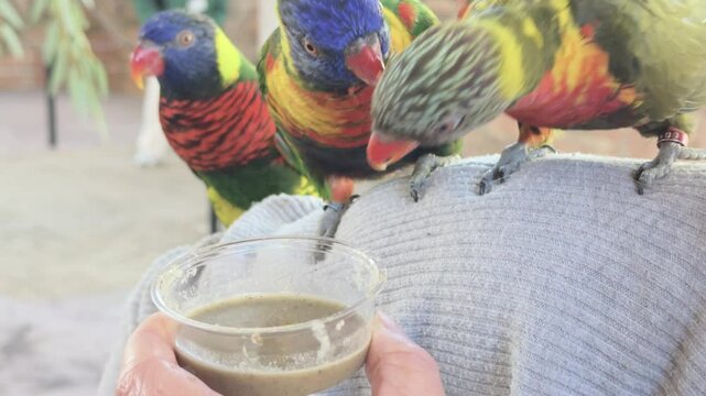 Birds on arm of zoo visitor in Lorikeet aviary 4k
