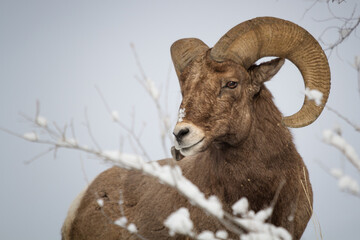 A bighorn ram pauses on the top of a hill behind a snow-covered branch.