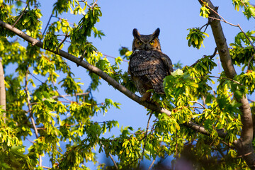 A great horned owl perched high in a tree with blue sky in the background.
