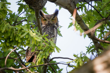 A great horned owl, perched in a tree, watching over its nest in summer.