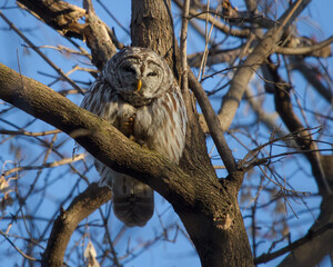 A perched barred owl squints as it wakes from a nap.