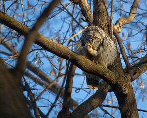 A perched barred owl lifts its talon while preening itself. 