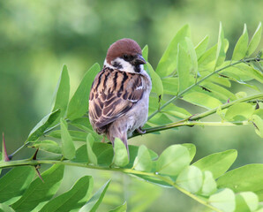 Sparrows (Passer) are sitting on a branch