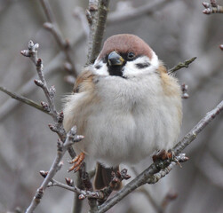 Sparrows (Passer) are sitting on a branch