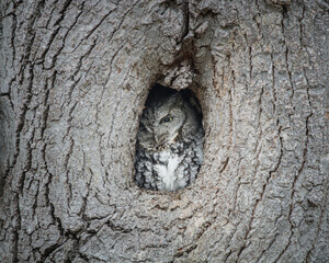 An eastern screech peers out of its cavity.
