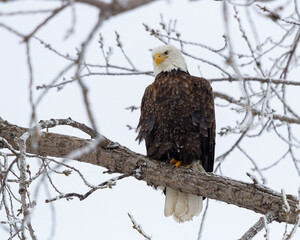 A bald eagle perched in a frosty tree.