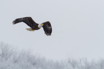 A bald eagle soars high above a wintry landscape.
