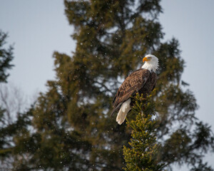 A bald eagle, perched atop a pine tree, looks behind it as light snow falls around it.