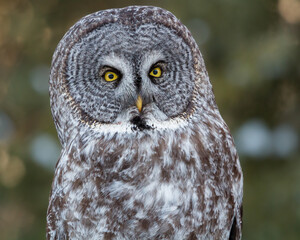 A portrait of a perched great gray owl staring straight ahead.