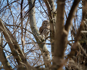 A barred owl perched deep in the forest.