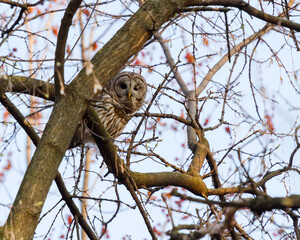 A perched barred owl peers around the trunk of a tree.