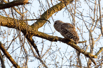 A perched barred owl calls for its mate.