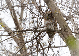 A barred owl resting in a tree.