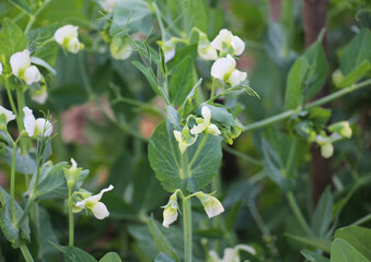 Vegetable peas bloom in open ground