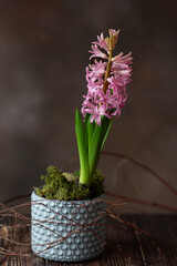 rose hyacinth in a gold pot with moss and dry branches, spring easter flower arrangement on dark brown background 