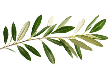 Fototapeta premium Olive tree branch with green leaves isolated on white and transparent background