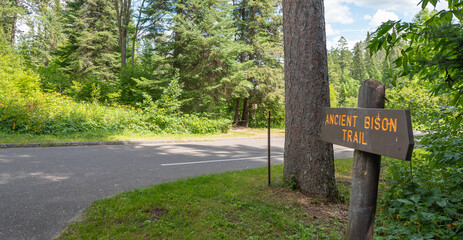 Wooden sign for an Ancient Bison Trail next to a road in the Itasca State Park in Minnesota.