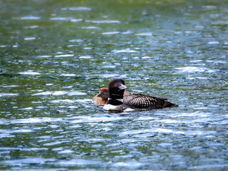 A beautiful Common Loon adult and a chick peaking around its parent on the water of a Minnesota lake.