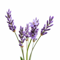 Naklejka premium Lavender Varieties Around the Globe Displaying Fragrant Blooms