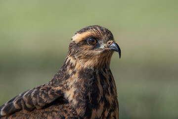 Snail kite, portrait of a bird, Rostrhamus sociabilis in Argentina