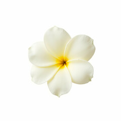 Gardenias White Blooms and Beyond Highlighting Fragrant Varieties