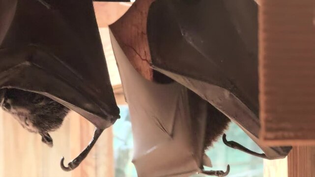 Bats hanging upside down in captivity cleaning wings
