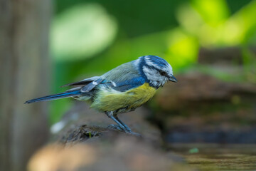 Eurasian Blue Tit, Cyanistes caeruleus (sýkora modřinka), on the branch of a tree in the blurred background, in the waterhole.