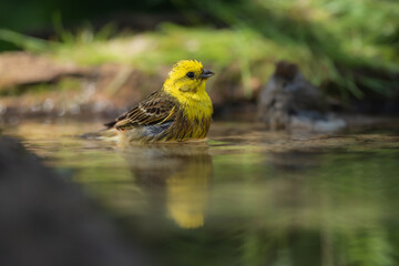 Juvenile yellowhammer (Emberiza citrinella) drinks water from a bird's water hole. Czechia.

