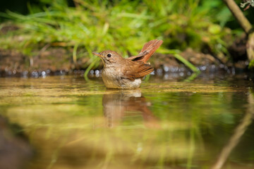 Common Nightingale (Luscinia megarhynchos), beautiful small orange songbird with long turned up...