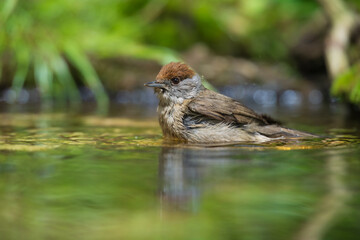 Female Eurasian blackcap (sylvia atricapilla) in the water pond.