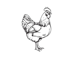Black and white line art illustration featuring a hen, illustration vector.
