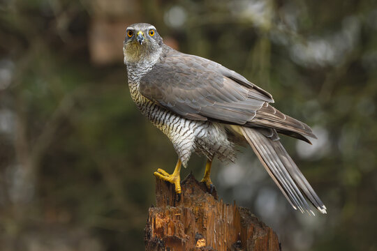 Eurasian goshawk - Astur gentilis on stump at green background. Photo from Białowieża Forest in Poland.