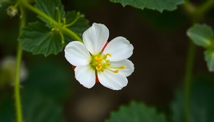 Fototapeta premium a white flower with a yellow center surrounded by green leaves