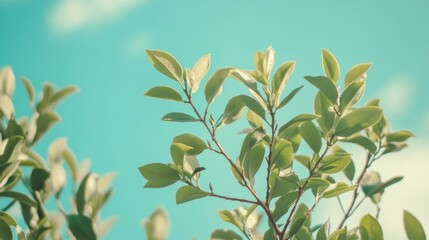 Obraz premium Lush Green Leaves Against A Bright Sky