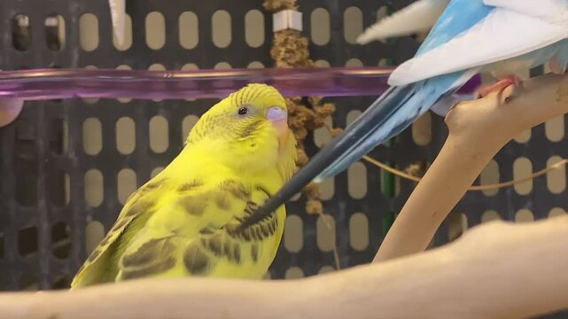 Yellow parakeet in bird cage for sale at store
