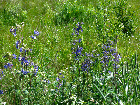 blue wildflowers on a sunny day