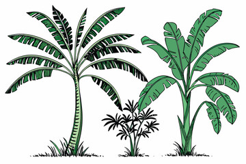 Tropical banana trees, photorealistic, isolated on white background, botanical illustration, various species, lush green foliage, tall slender trunks, wide leaves, palm-like appearance, studio lightin