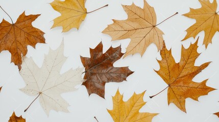 Obraz premium Autumn maple leaves scattered on white background, fall design