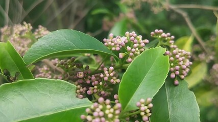 This image features a close-up of Andisie elliptica Thunb with its small, pinkish-purple buds and glossy green leaves. The plant is showcased in a natural setting.