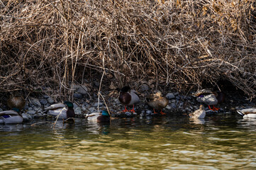 川の端っこに隠れて休む鴨