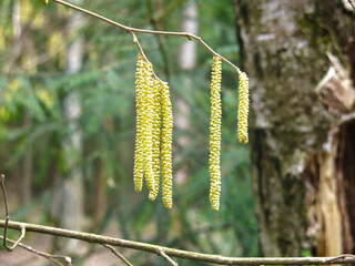 earrings on an alder tree