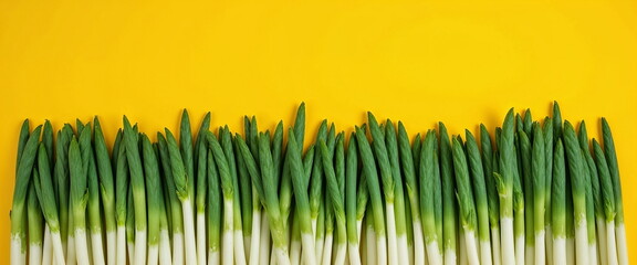 Fresh green onions aligned on bright yellow background