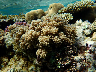 Finger-lobed soft coral (Sclerophytum leptoclados) undersea, Red Sea, Egypt, Sharm El Sheikh,...