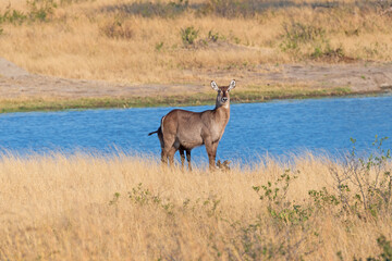 Waterbuck by a Savannah Waterhole
