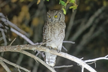 Spotted Eagle Owl on a Night Safari